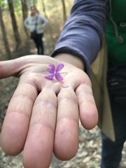 Pseuderanthemum praecox