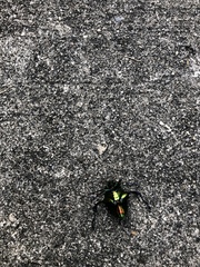 Chrysophora chrysochlora