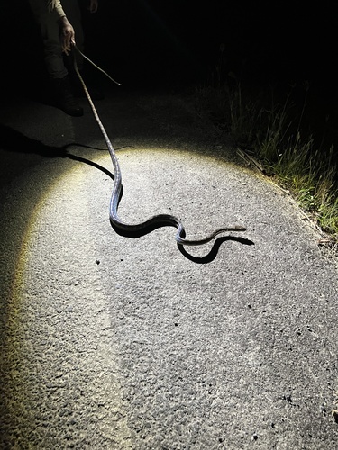 Australian Scrub Python sighting