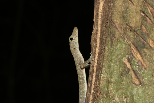 Slender Forest Gecko