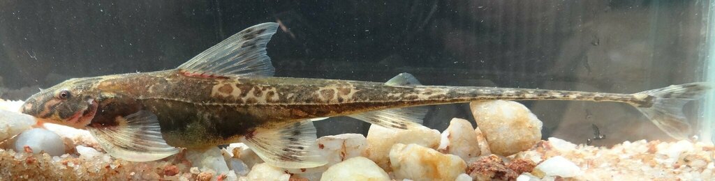 Gladys' loach catfish (Phractura gladysae) — Amphiliidae