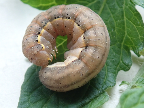 Bright-line Brown-eye