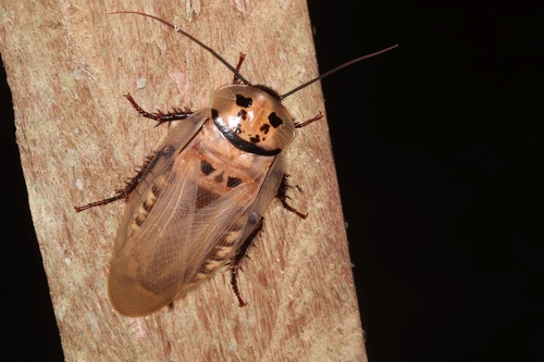 Trinidad bat-cave roach photo 3
