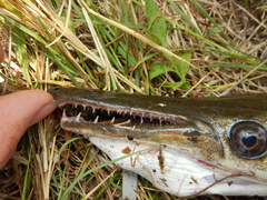 Atractosteus spatula