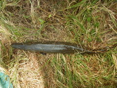 Atractosteus spatula