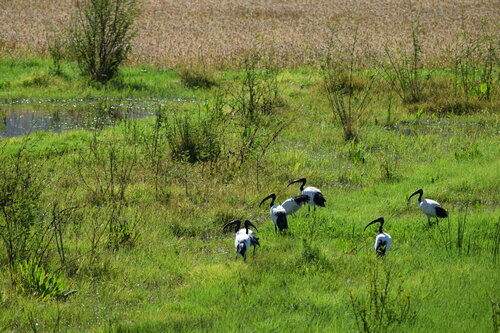 African Sacred Ibis