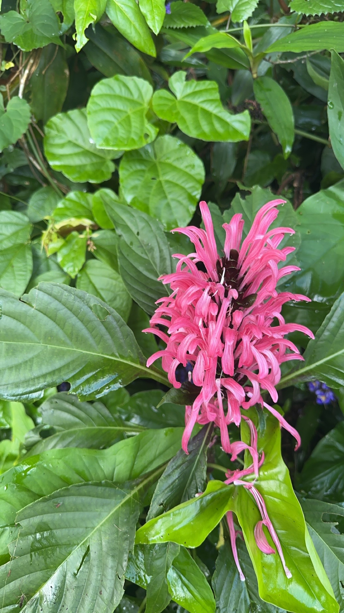 Justicia carnea