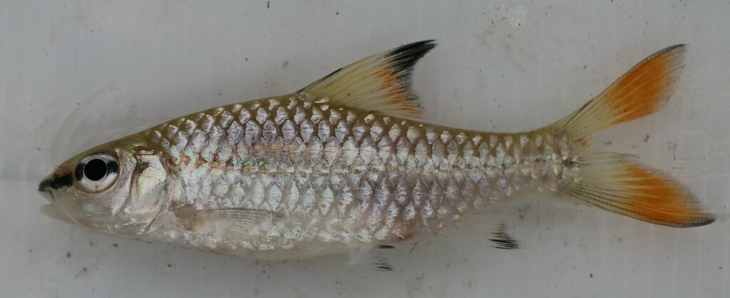 Diamouangana's barb (Enteromius diamouanganai) — Cyprinidae