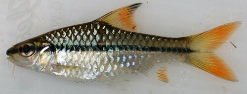Spotscale barb (Enteromius holotaenia) — Cyprinidae — 5