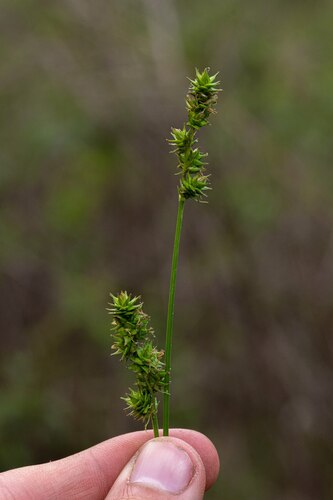 Glomerate sedge (Carex aggregata)