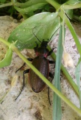 Carabus morbillosus