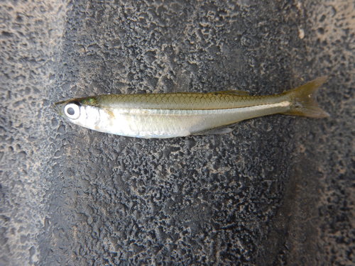 Inland Silverside