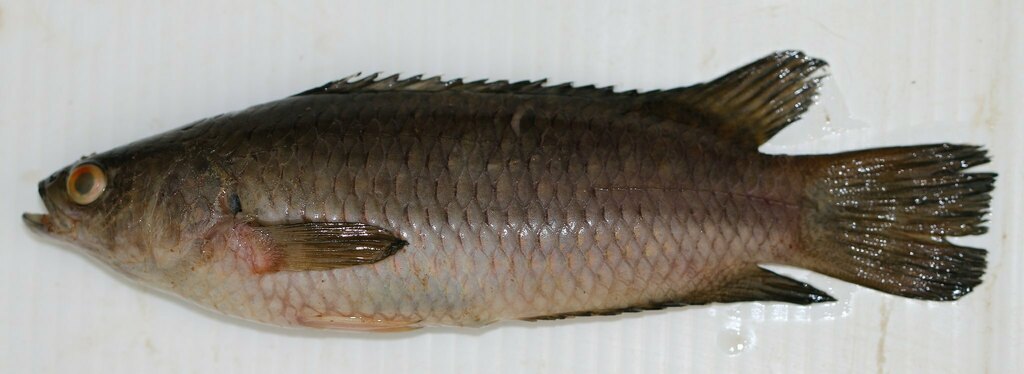 Twospot Climbing Perch