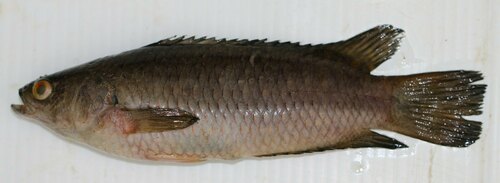 Twospot climbing perch (Ctenopoma nigropannosum) — Anabantidae — 5