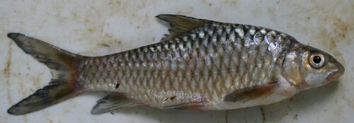 Cardozo's yellowfish (Labeobarbus cardozoi) — Cyprinidae — 4