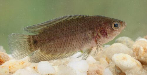 Congo climbing perch (Microctenopoma congicum) — Anabantidae