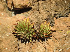 Echeveria agavoides
