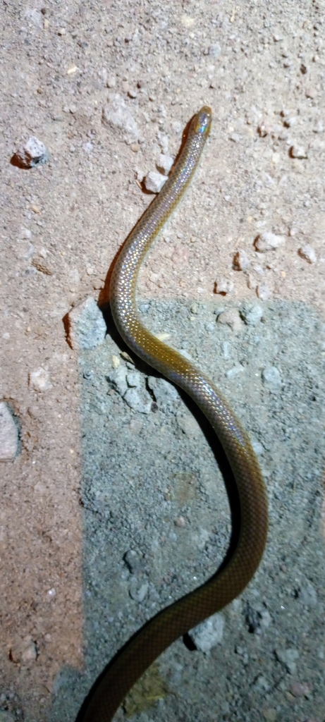 Ground Snakes from Cahuasqui, Ecuador on March 23, 2024 at 08:28 PM by ...