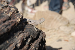 Agama anchietae