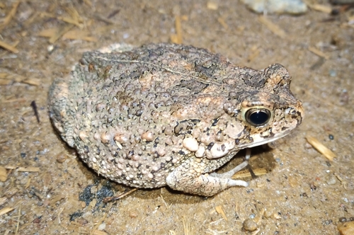 Hallowell's Toad