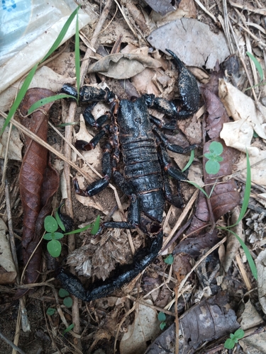 Dictator Scorpion
