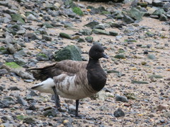 Branta bernicla