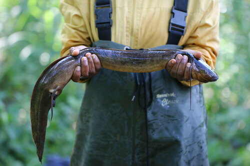 Slender lungfish (Protopterus dolloi) — Protopteridae — 2