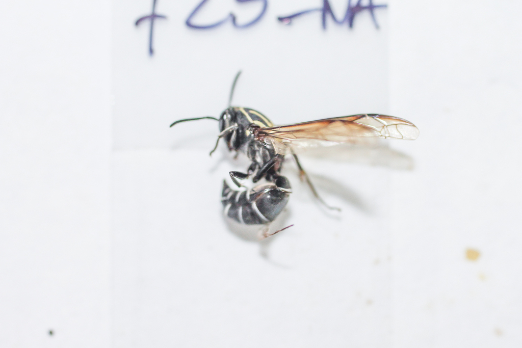 Polybia liliacea