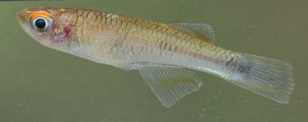 Cabinda lampeye (Plataplochilus cabindae) — Poeciliidae