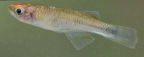 Cabinda lampeye (Plataplochilus cabindae) — Poeciliidae