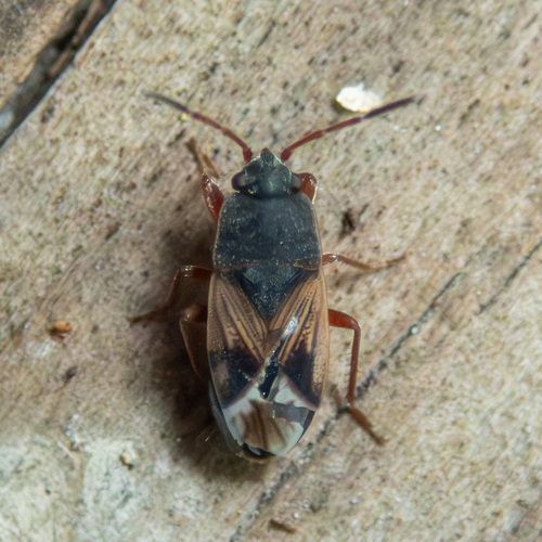 Malezonotus rufipes photo 3