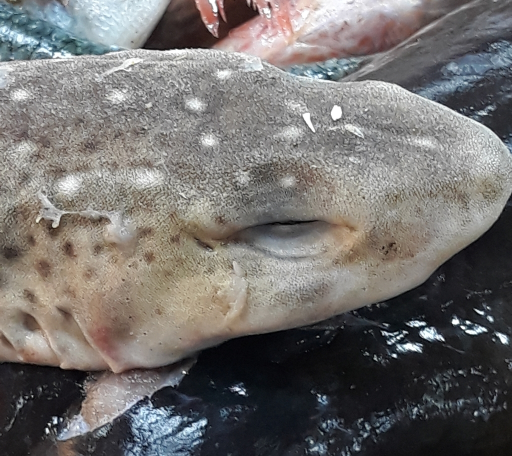 Duhamel's Catshark