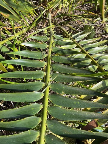 Barberton Cycad (Encephalartos paucidentatus)