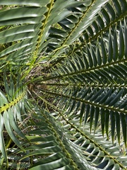 Encephalartos paucidentatus, photograph (c) katuchka, some rights reserved (CC BY)