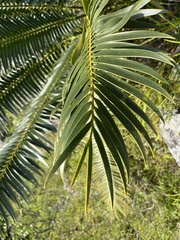 Encephalartos paucidentatus, photograph (c) katuchka, some rights reserved (CC BY)