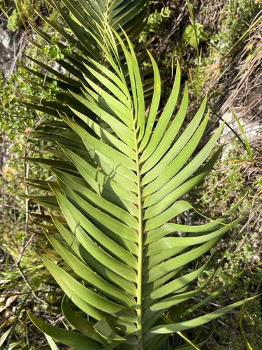 Encephalartos paucidentatus, photograph 4