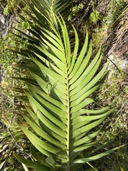 Encephalartos paucidentatus, photograph (c) katuchka, some rights reserved (CC BY)