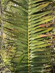 Encephalartos paucidentatus, photograph (c) katuchka, some rights reserved (CC BY)