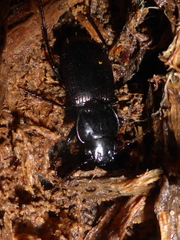 Megadromus guerinii