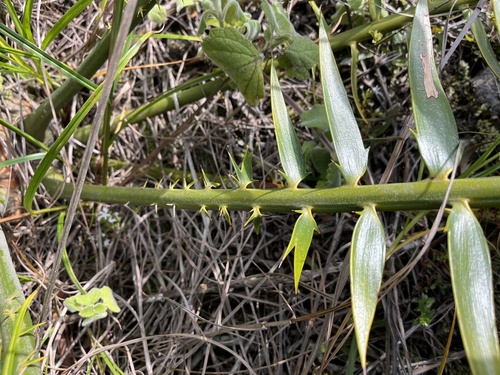 Encephalartos paucidentatus, photograph 6