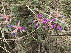 Astragalus shortianus