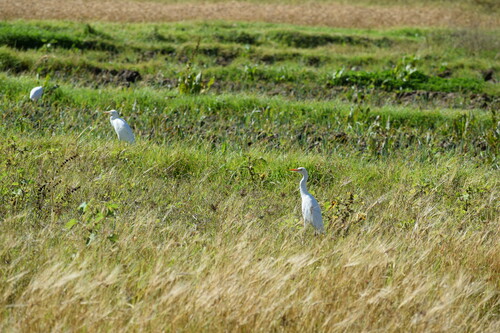 Western Cattle-Egret
