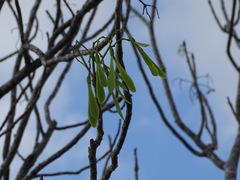 Gyrocarpus mocinoi