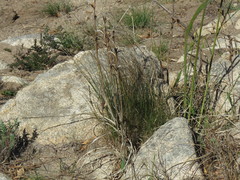 Watsonia spectabilis