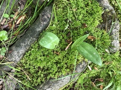 Erythronium americanum