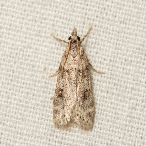Scoparia palloralis photo 3