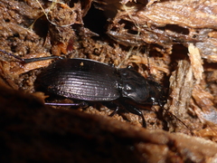 Megadromus guerinii