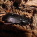 Megadromus guerinii - Photo (c) Mike Bowie, some rights reserved (CC BY-NC), uploaded by Mike Bowie