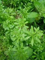 Galium aparine
