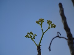 Gyrocarpus mocinoi